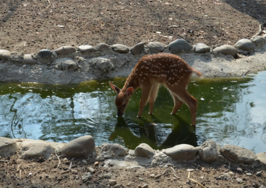 Краснодарский зоопарк «Сафари-парк» (Краснодар)